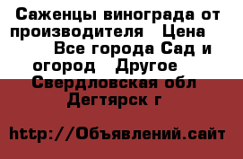 Саженцы винограда от производителя › Цена ­ 800 - Все города Сад и огород » Другое   . Свердловская обл.,Дегтярск г.